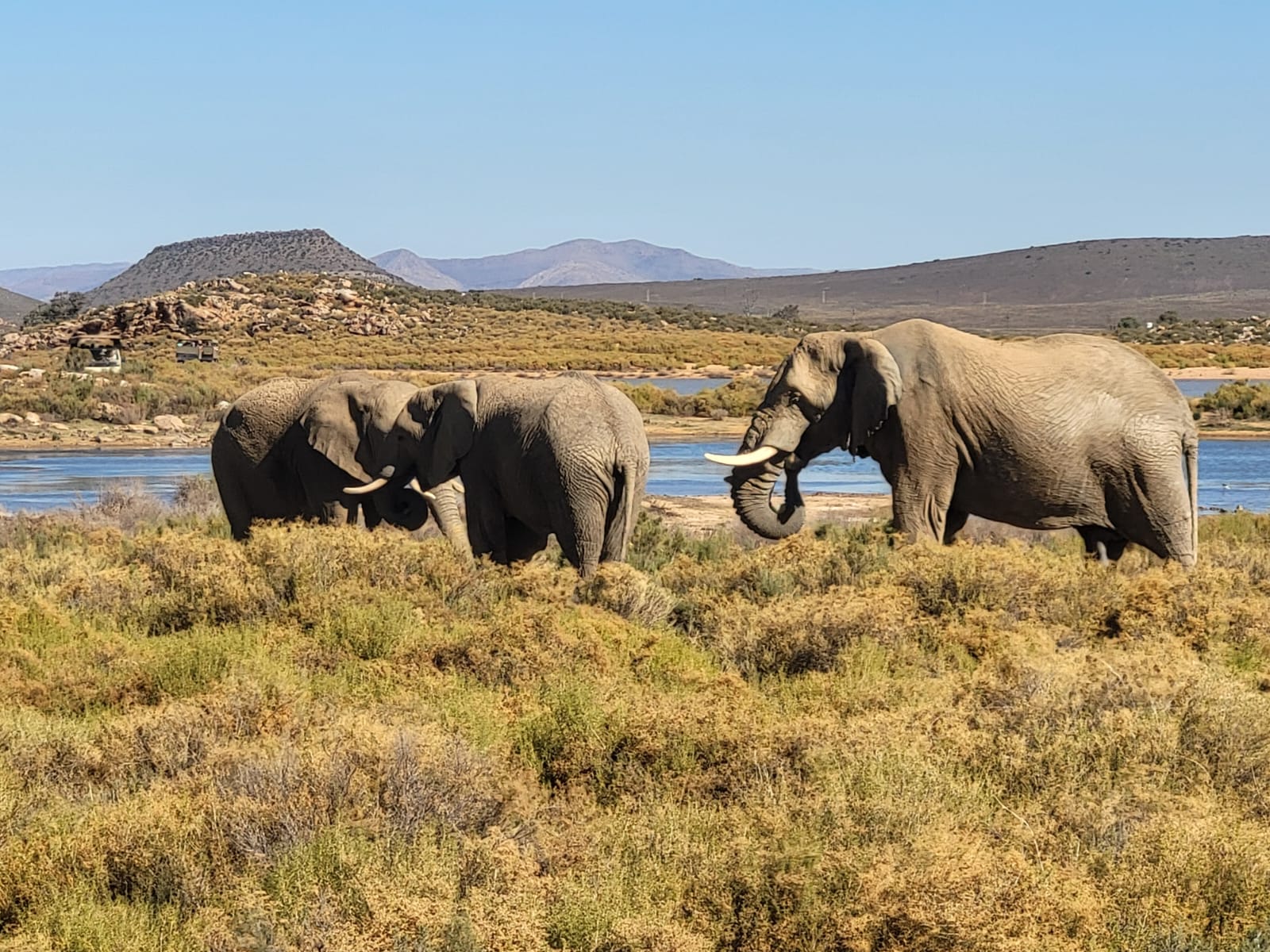 Aquila Game Reserve - Safari 15